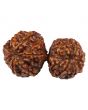 Natural Gauri Shankar 11 Mukhi Rudraksha (Nepal) GJSPC Certified 35.31 M.M.