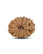 14 Mukhi Rudraksha (Indonesia) 19.2 M.M.