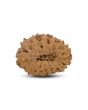 14 Mukhi Rudraksha (Indonesia) 19.2 M.M.