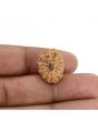 14 Mukhi Rudraksha (Indonesia) 19.2 M.M.
