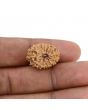 14 Mukhi Rudraksha (Indonesia) 19.2 M.M.