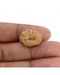 14 Mukhi Rudraksha (Indonesia) 19.2 M.M.