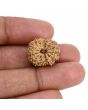 14 Mukhi Rudraksha (Indonesia) 18.81 M.M.