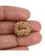 14 Mukhi Rudraksha (Indonesia) 18.81 M.M.