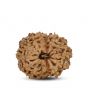 14 Mukhi Rudraksha (Indonesia) 18.81 M.M.