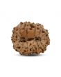 14 Mukhi Rudraksha (Indonesia) 18.81 M.M.
