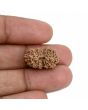 14 Mukhi Rudraksha (Indonesia) 19.8 M.M.
