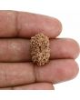 14 Mukhi Rudraksha (Indonesia) 19.8 M.M.