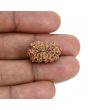 14 Mukhi Rudraksha (Indonesia) 19.8 M.M.