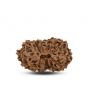 14 Mukhi Rudraksha (Indonesia) 19.8 M.M.