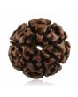 Natural 7 Mukhi Rudraksha Indonesia GJSPC Certified