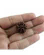 Natural 7 Mukhi Rudraksha Indonesia GJSPC Certified