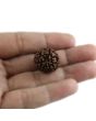 Natural 7 Mukhi Rudraksha Indonesia GJSPC Certified