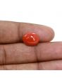 Japanese Red Coral (Moonga) 5.58 Carat 