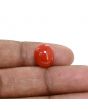 Japanese Red Coral (Moonga) 5.58 Carat 