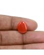 Japanese Red Coral (Moonga) 5.58 Carat 