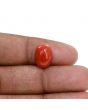 Japanese Red Coral (Moonga) 4.76 Carat 