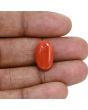 Japanese Red Coral (Moonga) 9.83 Carat 
