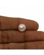 Fresh Water Pearl (Moti) 6.44 Carat 