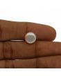 Fresh Water Pearl (Moti) 6.44 Carat 