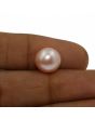 Fresh Water Pearl (Moti) 7.58 Carat 