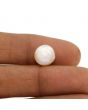 Fresh Water Pearl (Moti) 5.88 Carat 