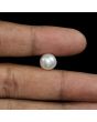 South Sea Pearl (Moti) 7.06 Carat 