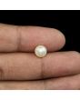 South Sea Pearl (Moti) 3.92 Carat 