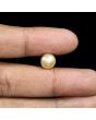 South Sea Pearl (Moti) 6.64 Carat 
