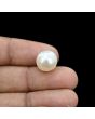 South Sea Pearl (Moti) 11.85 Carat 