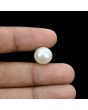 South Sea Pearl (Moti) 11.85 Carat 
