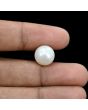 South Sea Pearl (Moti) 11.31 Carat 