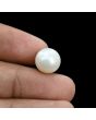 South Sea Pearl (Moti) 11.31 Carat 