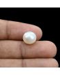 South Sea Pearl (Moti) 7.36 Carat 