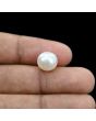 South Sea Pearl (Moti) 7.36 Carat 