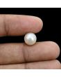 South Sea Pearl (Moti) 6.27 Carat 