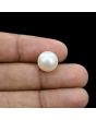 South Sea Pearl (Moti) 10.41 Carat 