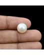South Sea Pearl (Moti) 10.41 Carat 
