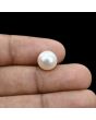 South Sea Pearl (Moti) 6.53 Carat 