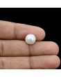 South Sea Pearl (Moti) 6.05 Carat 