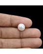 South Sea Pearl (Moti) 6.05 Carat 