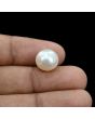South Sea Pearl (Moti) 10.35 Carat 