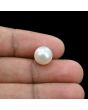 South Sea Pearl (Moti) 6.72 Carat 