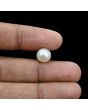 South Sea Pearl (Moti) 6.06 Carat 