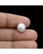 South Sea Pearl (Moti) 6.37 Carat 