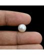 South Sea Pearl (Moti) 5.61 Carat 