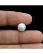 South Sea Pearl (Moti) 5.82 Carat 