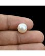 South Sea Pearl (Moti) 7.02 Carat 