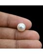 South Sea Pearl (Moti) 6.44 Carat 