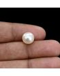 South Sea Pearl (Moti) 6.62 Carat 